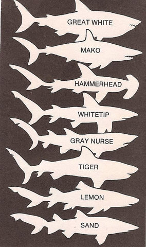 XXX hungrylikeashark:  shark’s sizes found photo