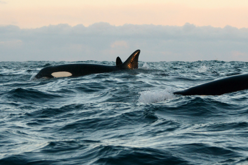 expressions-of-nature:by SirpaWinter whale watching in Norway