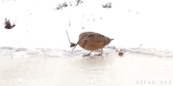 horsesanddogsandmen:  tastefullyoffensive:  Swiggity swooty…  Somebody add a soundtrack, PLEASE!!! 