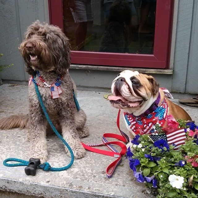 Happy 4th from Hazel & cousin Patch! 🎆🎇🎆 via Instagram http://ift.tt/VncbZH