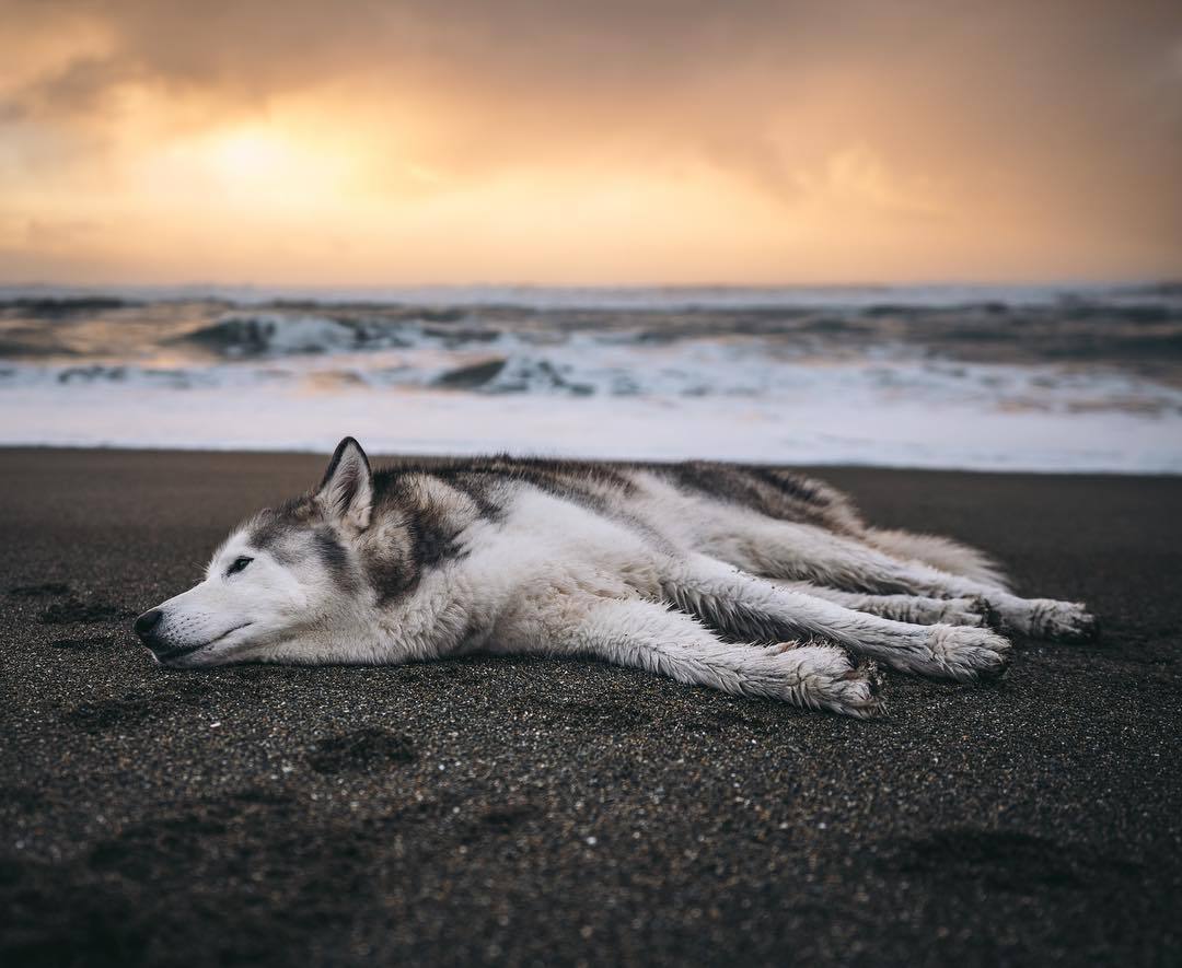 dadpat-tactual:  aww-so-pretty:  Meet Loki the wolfdog   Y’all just gonna breeze