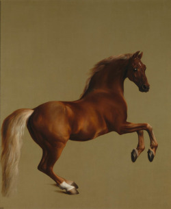 artauthority:  Whistlejacket by George Stubbs, ca. 1762. (The National Gallery, London, UK) Oil on canvas. Animal portraiture, particularly featuring horses and dogs, was quite a popular genre amongst English aristocrats since the seventeenth century.
