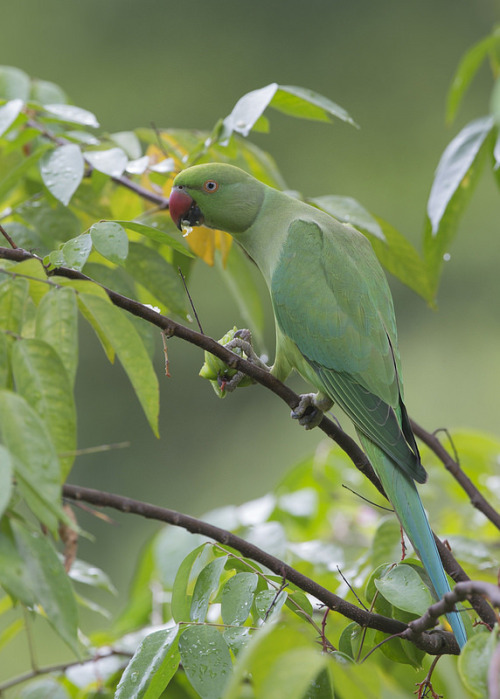 ainawgsd:The rose-ringed parakeet (Psittacula krameri), also known as the ring-necked parakeet, is a