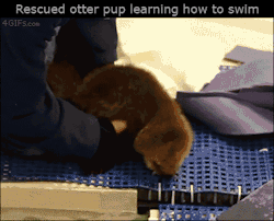 4gifs:  That wide-eyed look as she’s introduced to her otter powers. [video]