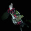 roseandcrazythorns