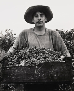 joeinct:Grape Picker, Photo by Prickle Jones,