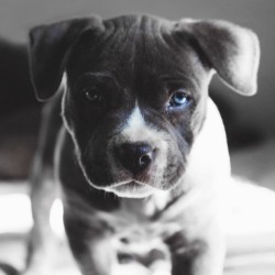 envyavenue:  Blue Nose Pitbull.  Photographer: