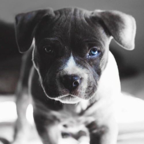 Sex envyavenue:  Blue Nose Pitbull.  Photographer: pictures