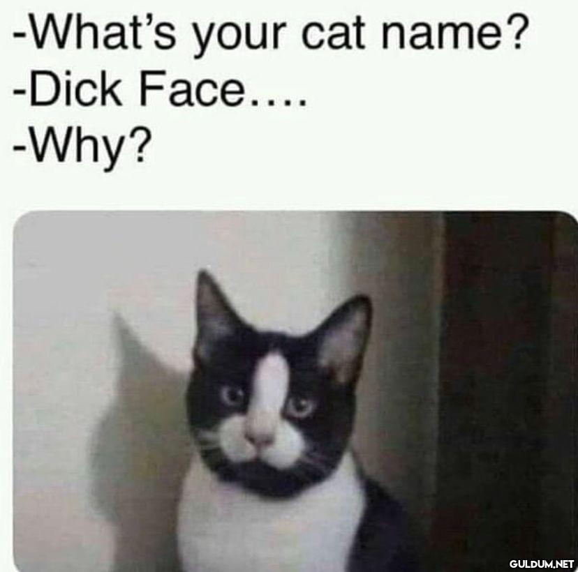 -What's your cat name?...