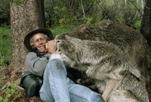 nubbsgalore:  jim and jamie dutcher, determined to show “the hidden life of wolves”, lived for six years with a pack of wolves in the idaho wilderness of yellowstone. a constant but unobtrusive presence, the dutchers earned the unshakable trust of