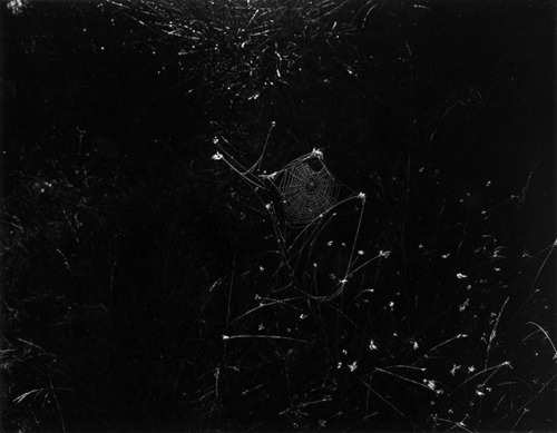 Harry Callahan