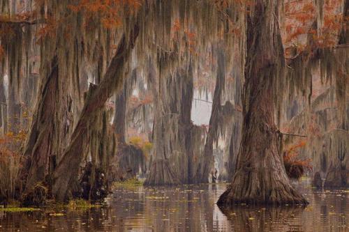birdonwing: odditiesoflife: The Sunken Forest of Caddo Lake Caddo Lake is home to living trees that 