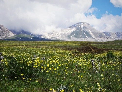 expressions-of-nature:by Silvana AmiconeRohan, spring in the foothills of the White Mountains