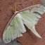 thelunarmoth
