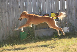 buckskin-babies: Super Saluki to the rescue!