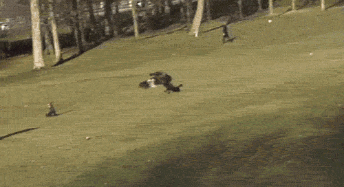forfuturereferenceonly:  arbitrarychicken:   shavingryansprivates:   eagle snatches up small child (regular speed and slowed down)   can’t stop laughing   This was all over reddit earlier and it’s really irritating to see a fake video of a child