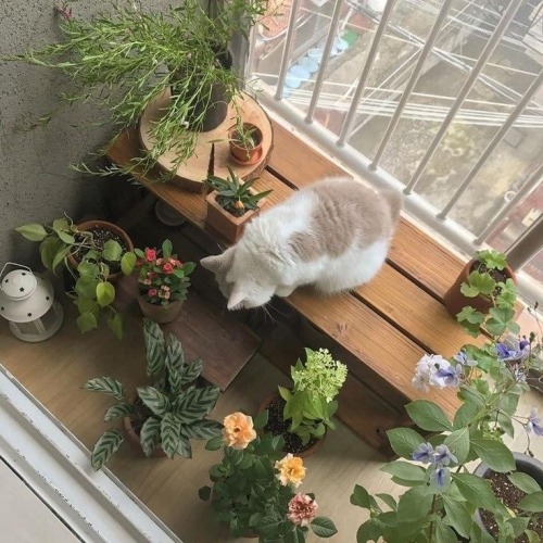 gardenspirits:A home full of cats and plants 