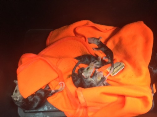 We were going to get groceries and we found a dead mamma possum with 11!! still alive babies clingin