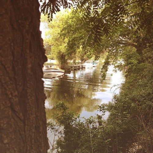 #tc #traversecity #michigan #river #trees #idontknowwhatelsetohashtag