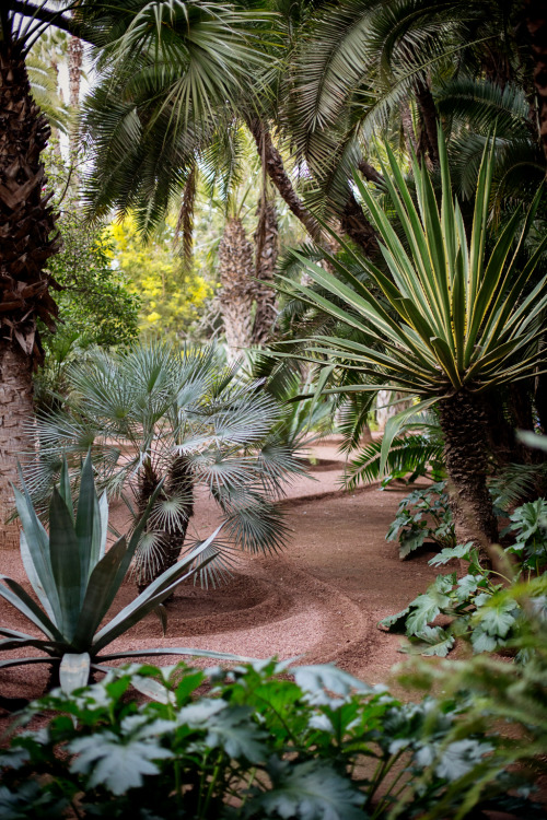 shevyvision:  the famous majorelle blue of the majorelle gardens of marrakech this is morocco! 