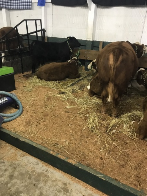 I love when the fair rolls around, baby animals , rodeo, demo derby , seeing lots of friends and their kids , and get to make some extra money too