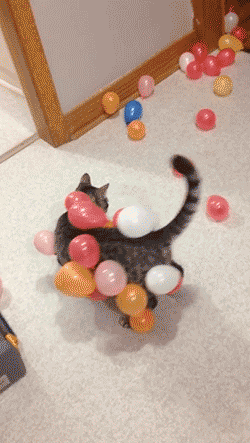 gifsboom:  Static balloon cat. [video]