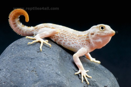 rate-my-reptile:un-seenbymosteyes:Geckos that curl their tails1) Cyrtodactylus elok 2) Paroedura and