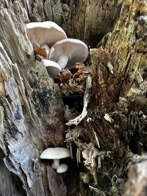 Was Almost Late To Work Because I Saw A Whole Little World Growing Inside Of A Tree. Slowly Taking Over