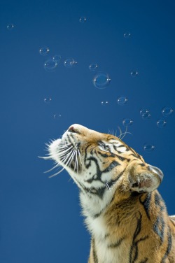 0ce4n-g0d:  tiger and bubbles | Margaret Goodwin