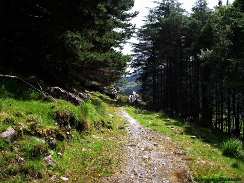 for-the-love-of-ireland - Paths on the long distance walk “Kerry...