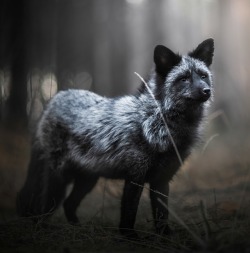 Beautiful-Wildlife:  Black Fox By © Iza Lyson