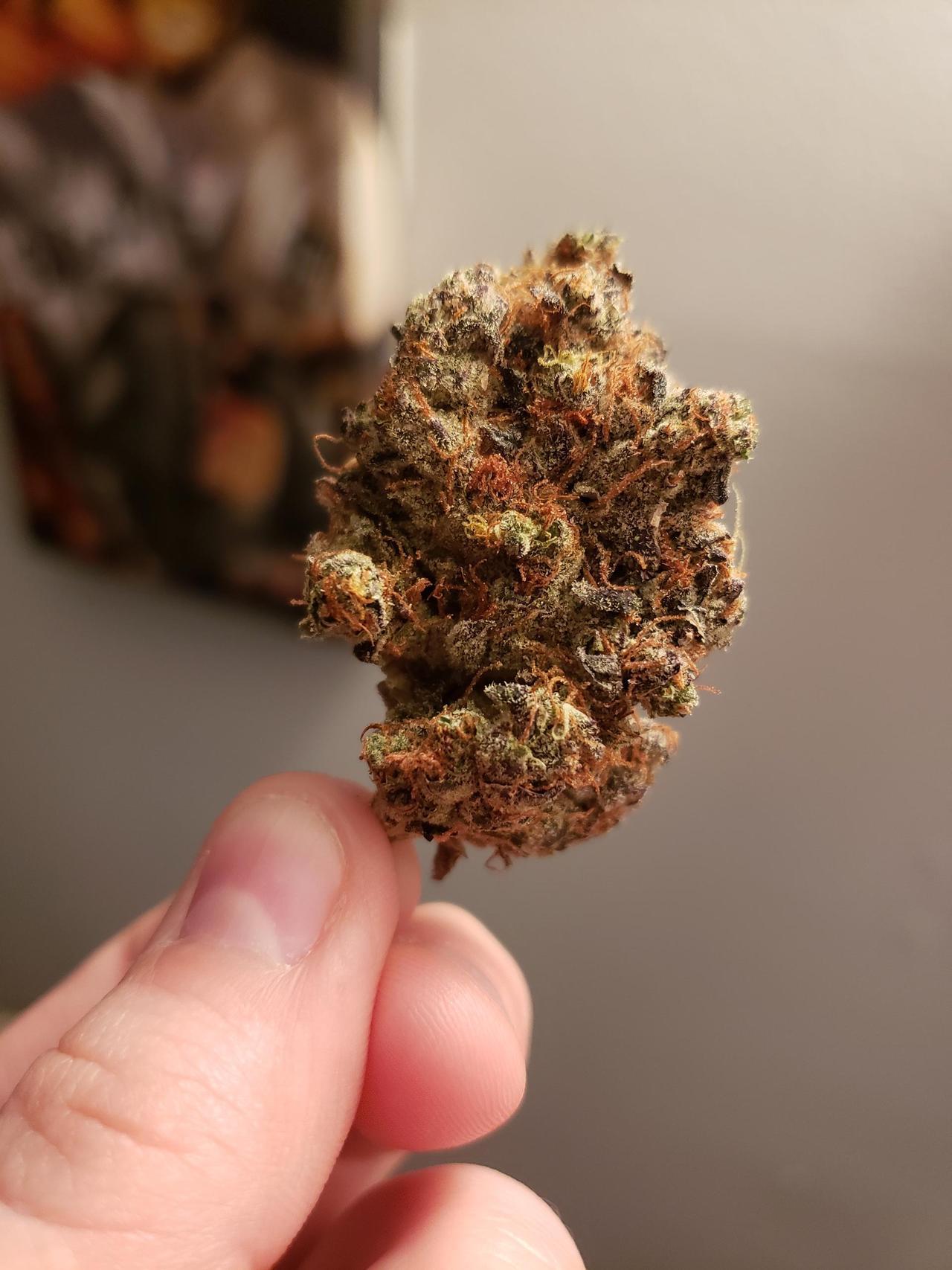 helianthus-spiritus:  This bud is prettier than me 😂