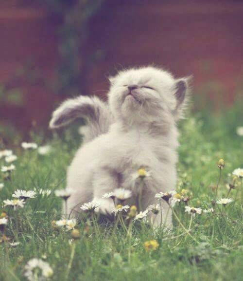 cuteandadorable:So ccute and adorable!❤❤