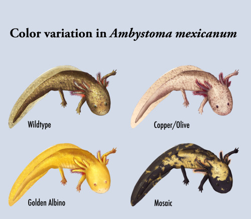 emilybmarchese:A digitally illustrated poster displaying color variation in Ambystoma mexicanum.