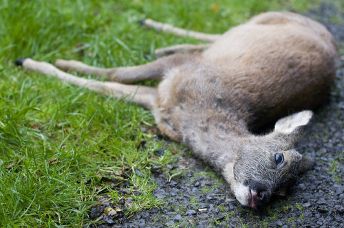 howtoskinatiger: Dead Deer :( by Kayleigh McCallum on Flickr.