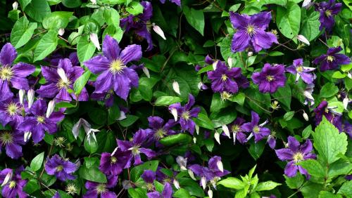 Clematis.