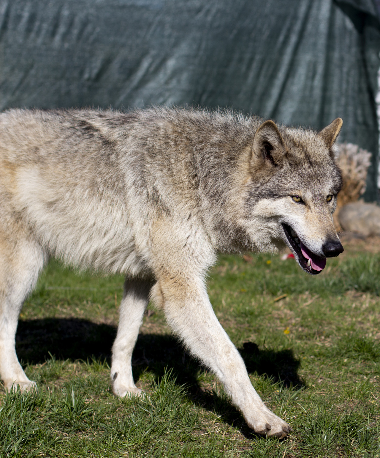 Happy birthday, Zephyr! Two years old now <3 