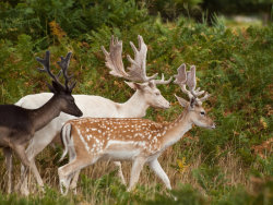 deadstag:  melanistic, albino and natural fallow deers photographed by Mszafran on deviantart Source here 
