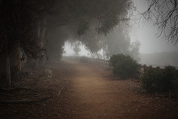 nosealviewing:  February 2014 Foggy Path