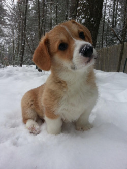 cute-overload:  Putting his nose in the snowhttp://cute-overload.tumblr.com