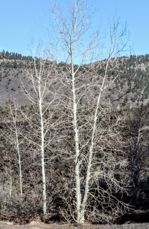 Bare Trees in Late Winter, Apache-Sitgreaves National Forest, Arizona, 2014.