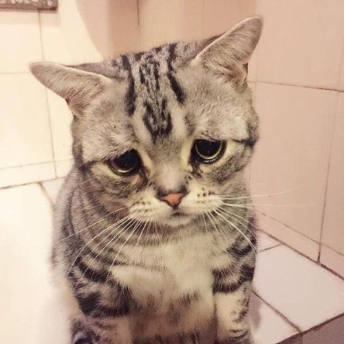 wajestou: WJT