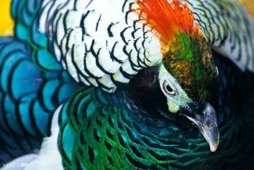 Lady Amherst&rsquo;s pheasant (Chrysolophus amherstiae)