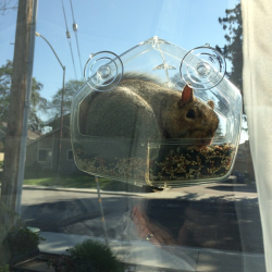 awwww-cute:Put up a bird feeder on the window hoping to do some up close BIRD watching