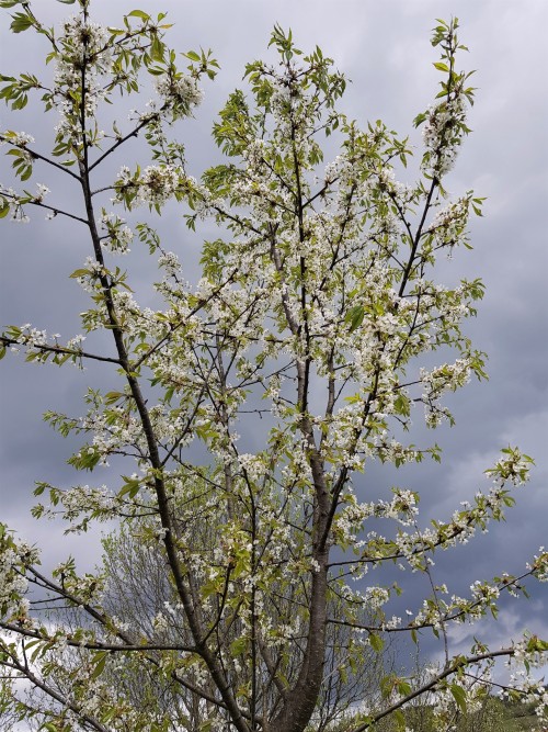 Cherry/sour cherry blooms and stormy skies.To be honest, I think this cold and wet spring has actual