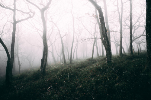 ardley: The Great Wood, RamscombePhotographed by Freddie Ardley Instagram Prints