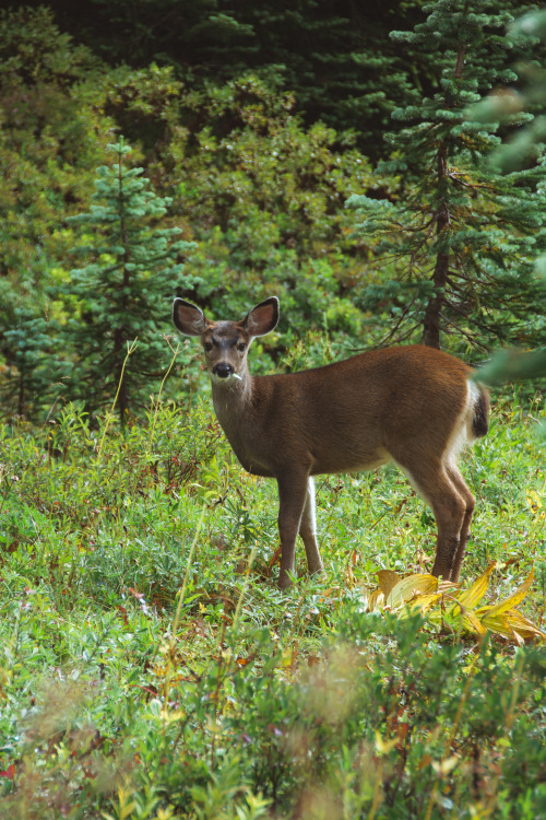 Grazing, Mount Rainier National Park