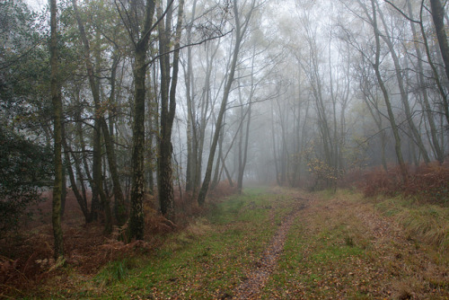 Ashdown Forest by Greg Hitchcock on Flickr.