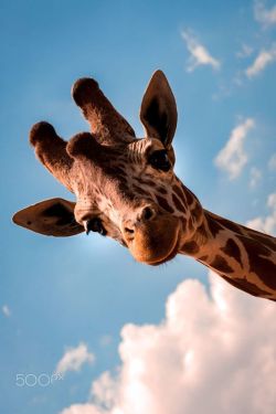protect-and-love-animals:  I love giraffes