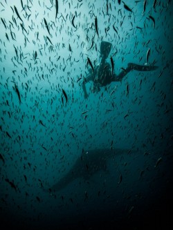 lifeunderthewaves:  Follow me by solaaris Manta ray 